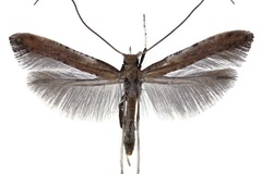 Caloptilia coriarella