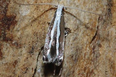 Cryptolectica capnodecta
