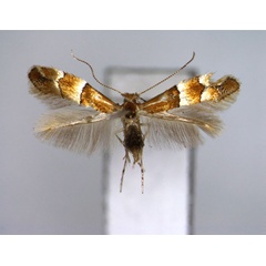 /filer/webapps/moths_gc/media/images/B/bicinctella_Phyllonorycter_A_EIHU.jpg