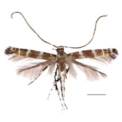 /filer/webapps/moths_gc/media/images/C/cuneata_Spulerina_HT_RBINS.jpg