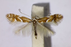 Phyllonorycter monspessulanella