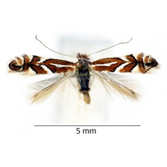 /filer/webapps/moths_gc/media/images/C/cerasicolella_Phyllonorycter_male_WDP.jpg