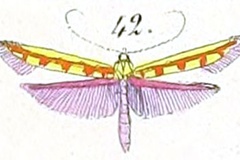 Macarostola miniella