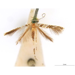 /filer/webapps/moths_gc/media/images/H/holoteles_Cuphodes_PT_NULT022746_ANIC.jpg