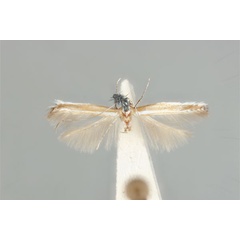 /filer/webapps/moths_gc/media/images/E/euryschema_Acrocercops_HT_ANIC31-036698_dorsal.jpg