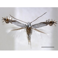 /filer/webapps/moths_gc/media/images/C/cornella_Phyllocnistis_A_RMNH.jpg