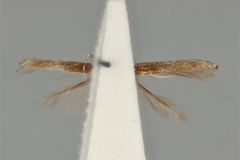 Acrocercops clisiophora