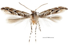 Anarsioses aberrans