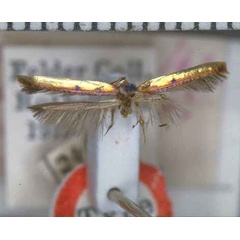 /filer/webapps/moths_gc/media/images/C/chrysitis_Gracillaria_HT_BMNH.jpg