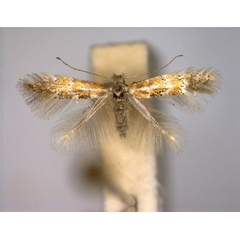 /filer/webapps/moths_gc/media/images/M/madeirae_Phyllonorycter_PT_EIHU.jpg