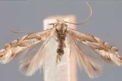Phyllonorycter holodisci