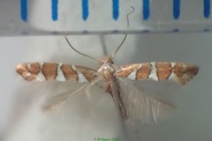 Phyllonorycter ruizivorus