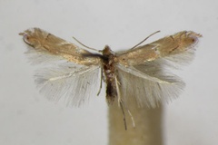 Phyllonorycter delitella