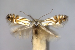 Phyllonorycter rajella
