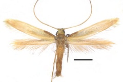 Caloptilia augeas