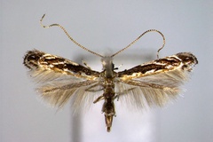 Liocrobyla kumatai