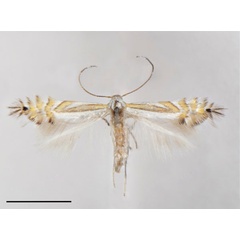 /filer/webapps/moths_gc/media/images/F/furcata_Phyllocnistis_PT_Cerdena-et-al_2020_127.jpg