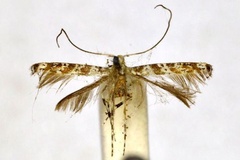 Gibbovalva ordinatella