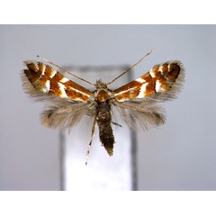 /filer/webapps/moths_gc/media/images/S/sorbicola_Phyllonorycter_A_EIHU.jpg