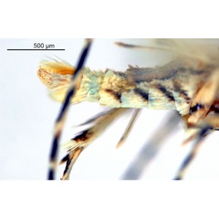 /filer/webapps/moths_gc/media/images/K/kakadu_Crotona_HT_abdomen_De-Prins-etal_2025_38.jpg