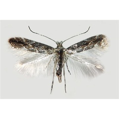 /filer/webapps/moths_gc/media/images/I/issikii_Phyllonorycter_A_Musolin-etal_2025_31.jpg