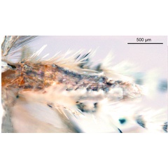 /filer/webapps/moths_gc/media/images/N/niphadias_Cuphodes_abdomen1_NULT023064_ANIC.jpg