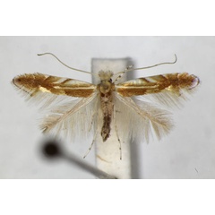 /filer/webapps/moths_gc/media/images/M/mirbeckifoliae_Phyllonorycter_PT_ZSM_3.jpg