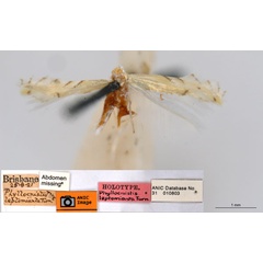 /filer/webapps/moths_gc/media/images/L/leptomianta_Phyllocnistis_HT_ANIC.jpg