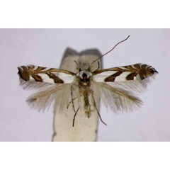 /filer/webapps/moths_gc/media/images/H/hagenii_Phyllonorycter_ST_BMNH.jpg