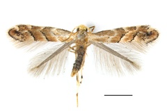 Phyllonorycter tumoris