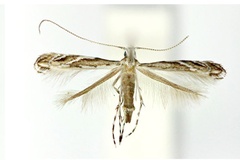 Liocrobyla desmodiella