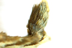 Diphtheroptila glochidia