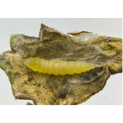 /filer/webapps/moths_gc/media/images/T/tecomae_Angelabella_larva2_Cerdena_etal_2026_1F.jpg