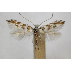 /filer/webapps/moths_gc/media/images/K/kuhlweiniella_hortella_Phyllonorycter_A_ZSM.jpg