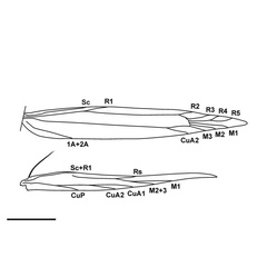 /filer/webapps/moths_gc/media/images/A/ambrosiavora_Atacamaptilia_wing-venation_Espinoza-Donoso-etal_2022_407.jpg