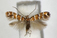 Phyllonorycter scabiosella