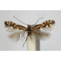 /filer/webapps/moths_gc/media/images/C/cerasicolella_Phyllonorycter_A_ZSM_3.jpg