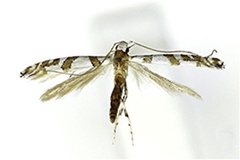 Spulerina corticicola