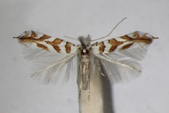 Phyllonorycter kuhlweiniella