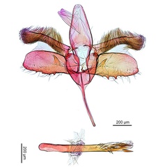 /filer/webapps/moths_gc/media/images/B/breyniphaga_Epicephala_PT2_GM_ANIC.jpg