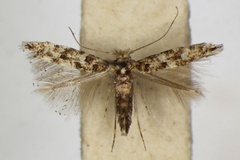 Phyllonorycter populifoliella