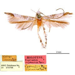 /filer/webapps/moths_gc/media/images/N/niphadias_Cuphodes_HT_ANIC_labels.jpg