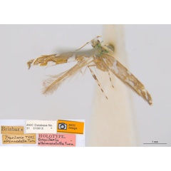 /filer/webapps/moths_gc/media/images/A/albomaculella_Acrocercops_HT_ANIC.jpg