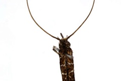Conopomorpha cramerella