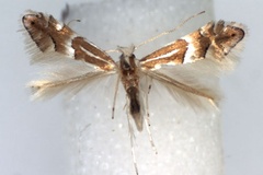 Phyllonorycter persimilis