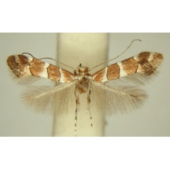 /filer/webapps/moths_gc/media/images/H/hibiscina_Phyllonorycter_HT_TMSA6403.jpg