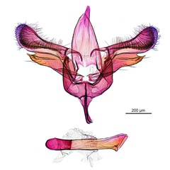 /filer/webapps/moths_gc/media/images/S/sydnea_Epicephala_HT_GM_ANIC.jpg