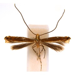 /filer/webapps/moths_gc/media/images/G/gunniella_Neurostrota_A09_ANIC.jpg