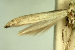Caloptilia leptospila