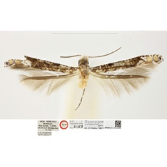 /filer/webapps/moths_gc/media/images/O/oceanica_Conopomorpha_HT_BMNH_1412184_HR.jpg